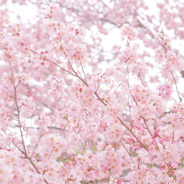 f:id:mg0905:20150322205354j:plain f:id:mg0905:20150322205354j:plain