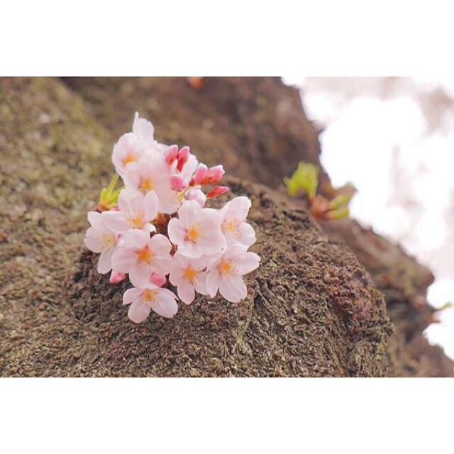 f:id:mg0905:20150329231801j:plain f:id:mg0905:20150329231801j:plain