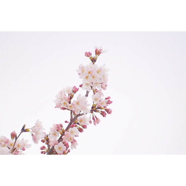 f:id:mg0905:20150329231813j:plain f:id:mg0905:20150329231813j:plain