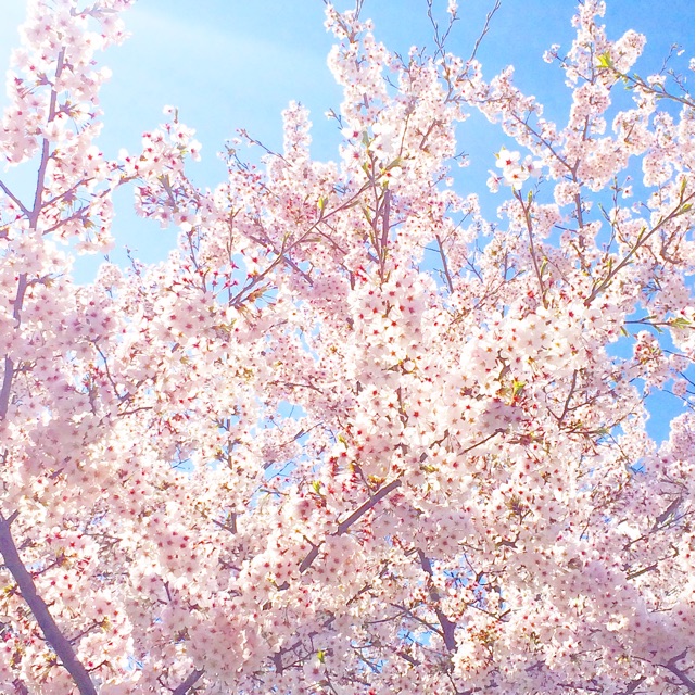 f:id:mg0905:20150405003519j:plain f:id:mg0905:20150405003519j:plain
