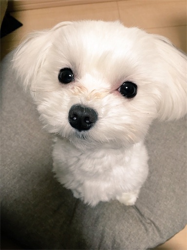 f:id:mi-chan37blog:20160310074157j:image f:id:mi-chan37blog:20160310074157j:image
