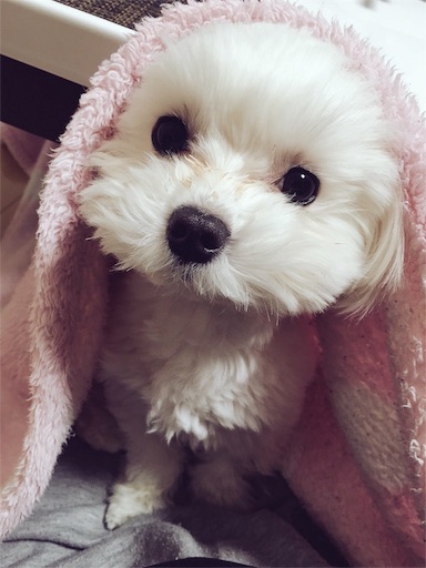 f:id:mi-chan37blog:20160319231805j:image f:id:mi-chan37blog:20160319231805j:image