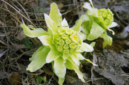 f:id:micarom:20130407153708j:plain f:id:micarom:20130407153708j:plain