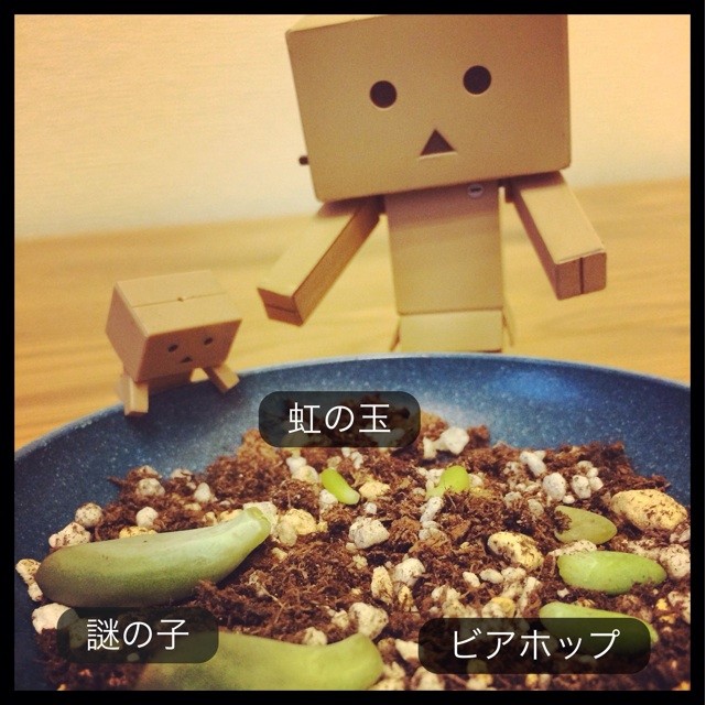f:id:miccocco:20141025045657j:plain f:id:miccocco:20141025045657j:plain