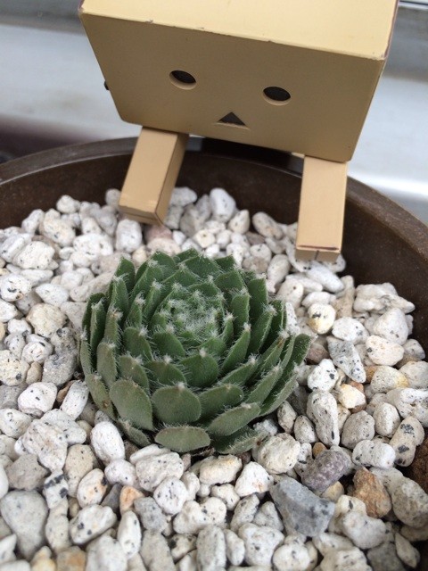 f:id:miccocco:20141102174451j:plain f:id:miccocco:20141102174451j:plain