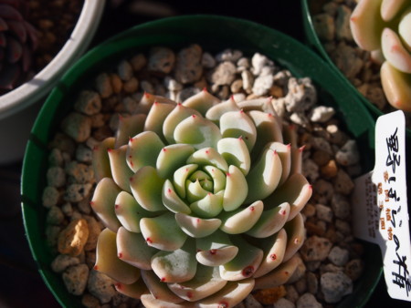 f:id:miccocco:20150105140237j:plain f:id:miccocco:20150105140237j:plain