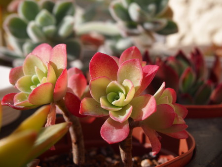 f:id:miccocco:20150105140336j:plain f:id:miccocco:20150105140336j:plain