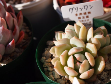 f:id:miccocco:20150105140554j:plain f:id:miccocco:20150105140554j:plain