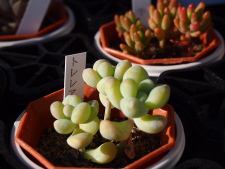 f:id:miccocco:20150105140621j:plain f:id:miccocco:20150105140621j:plain