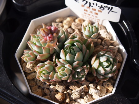 f:id:miccocco:20150105140716j:plain f:id:miccocco:20150105140716j:plain