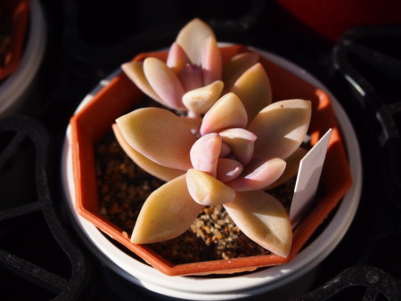 f:id:miccocco:20150105140750j:plain f:id:miccocco:20150105140750j:plain