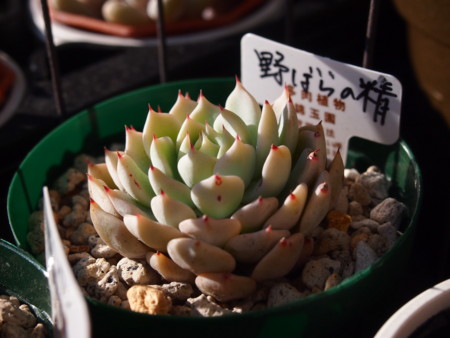 f:id:miccocco:20150105141213j:plain f:id:miccocco:20150105141213j:plain
