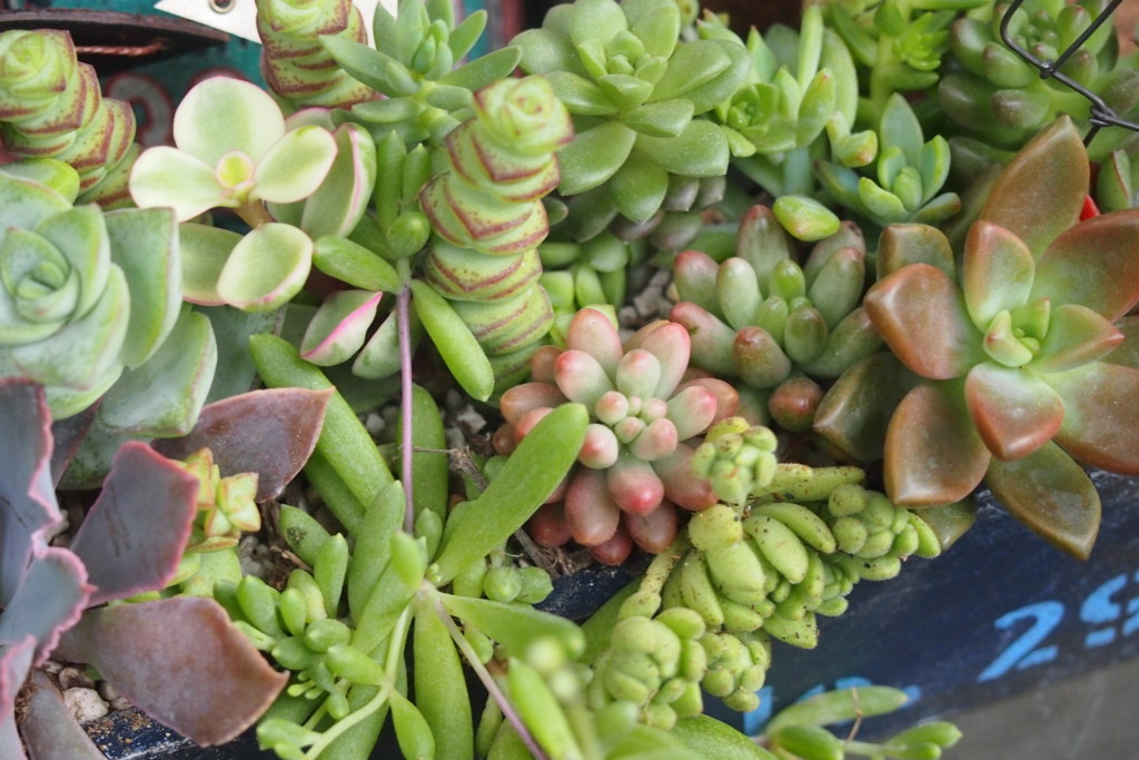 f:id:miccocco:20150702072744j:plain f:id:miccocco:20150702072744j:plain
