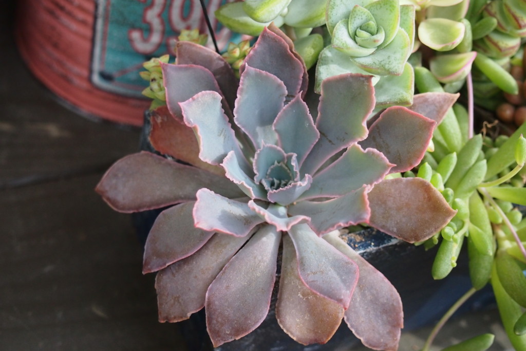 f:id:miccocco:20150702072927j:plain f:id:miccocco:20150702072927j:plain