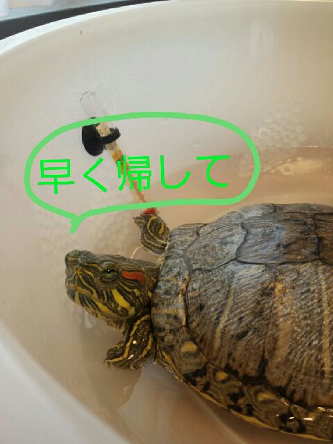 f:id:michi0105:20150302010530j:image f:id:michi0105:20150302010530j:image