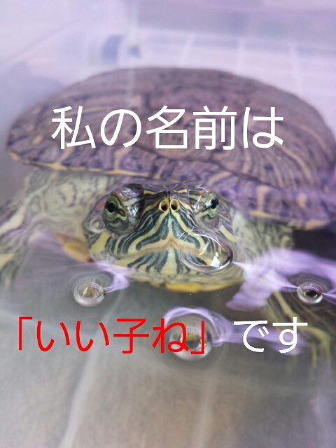 f:id:michi0105:20150326130324j:image f:id:michi0105:20150326130324j:image