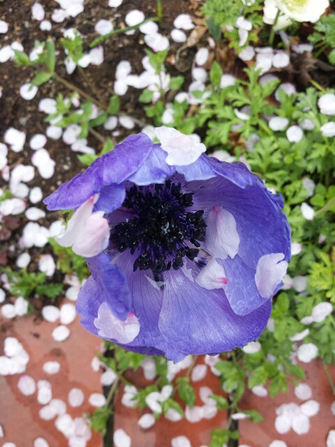 f:id:michi0105:20150416173545j:image f:id:michi0105:20150416173545j:image