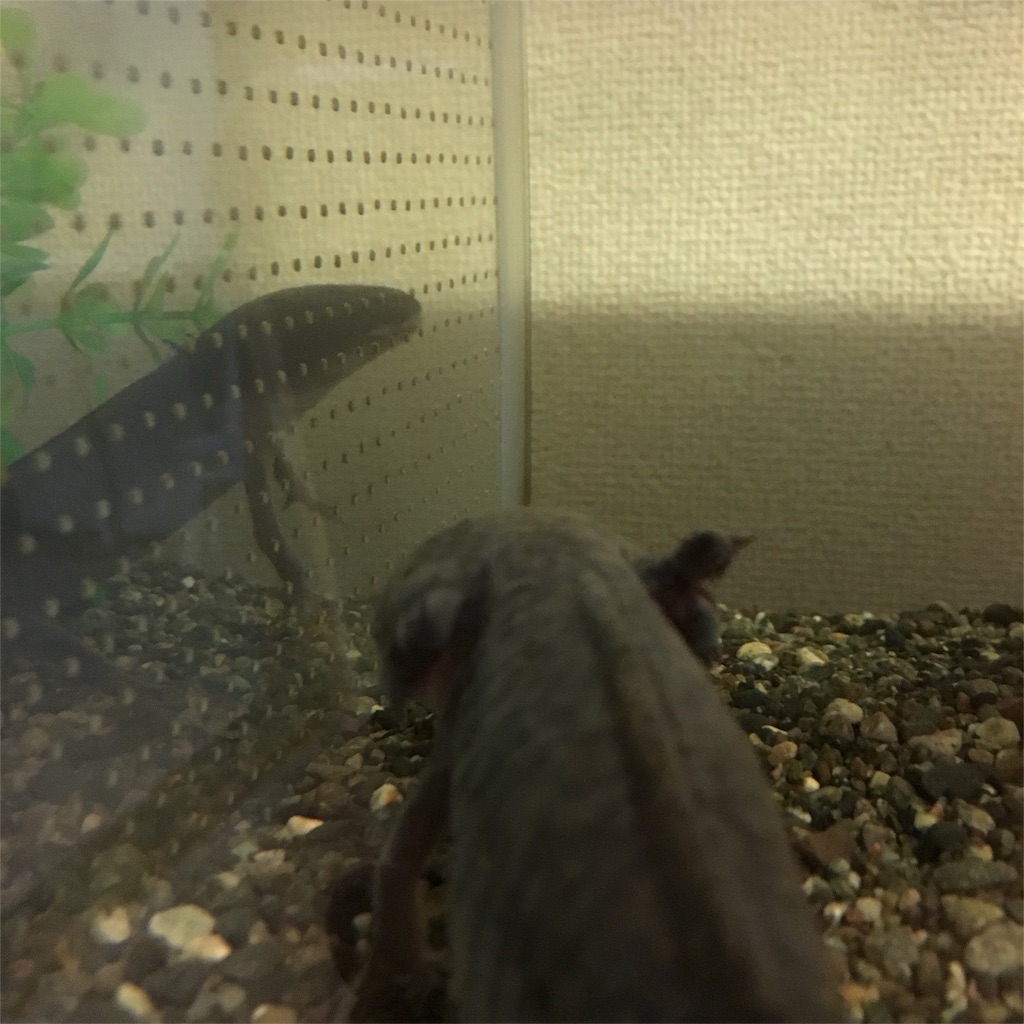 f:id:midori32:20151109222034j:image f:id:midori32:20151109222034j:image