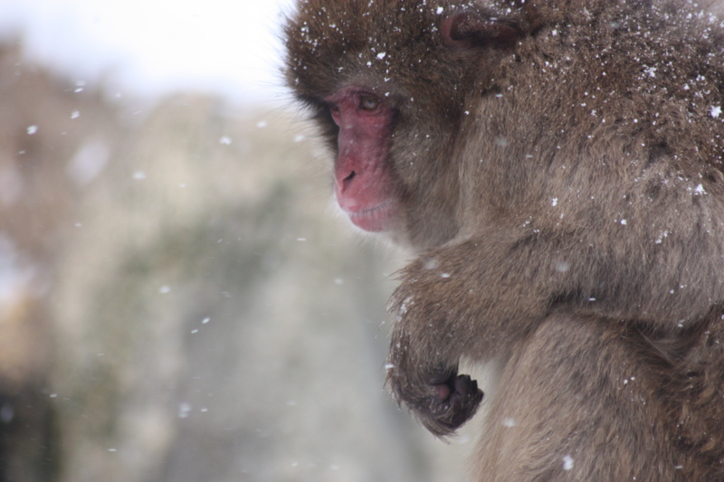 f:id:mifasorashido:20120430190523j:image f:id:mifasorashido:20120430190523j:image