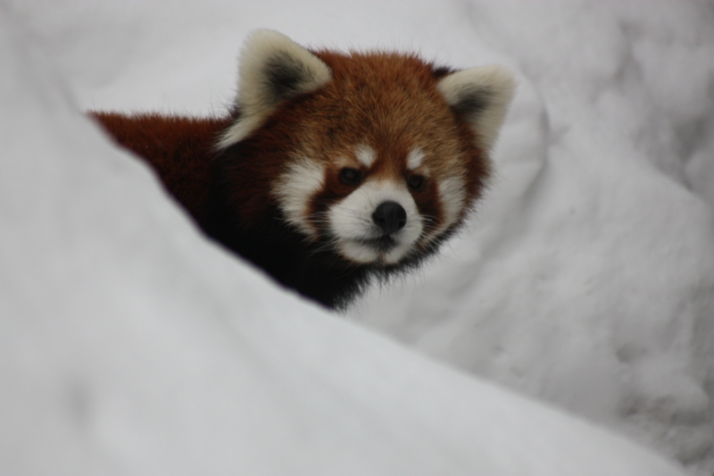 f:id:mifasorashido:20120430190633j:image f:id:mifasorashido:20120430190633j:image