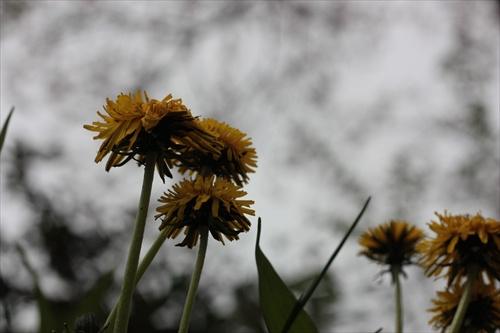 f:id:mifasorashido:20130512211627j:image