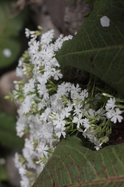 f:id:mifasorashido:20130512211629j:image