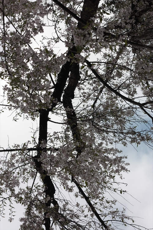 f:id:mifasorashido:20130512211632j:image