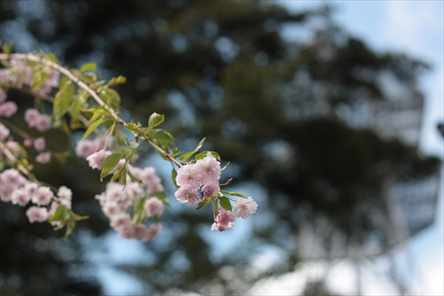 f:id:mifasorashido:20130512211642j:image