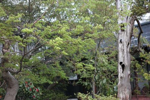 f:id:mifasorashido:20130512211643j:image