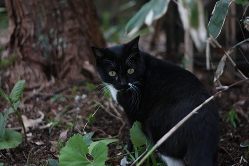 f:id:mifasorashido:20130512211646j:image