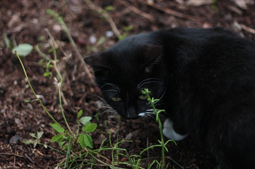 f:id:mifasorashido:20130512211647j:image