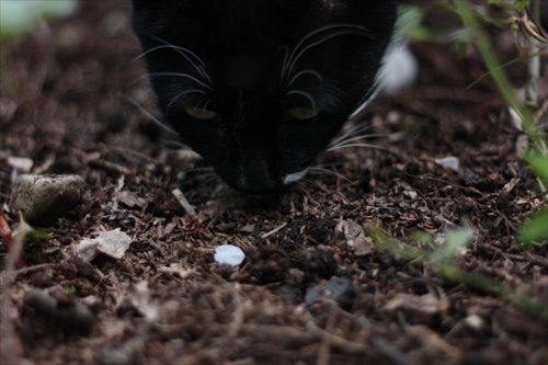 f:id:mifasorashido:20130512211648j:image