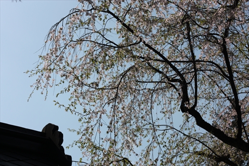 f:id:mifasorashido:20130512211712j:image