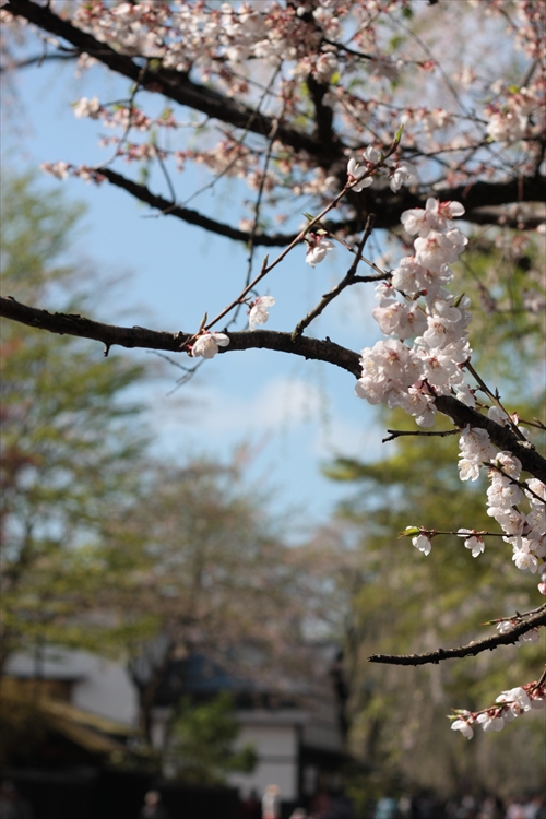 f:id:mifasorashido:20130512212102j:image