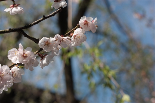 f:id:mifasorashido:20130512212103j:image