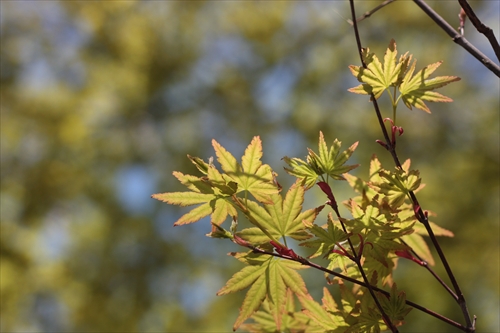 f:id:mifasorashido:20130512212109j:image