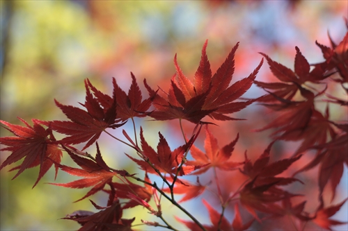 f:id:mifasorashido:20130512212110j:image