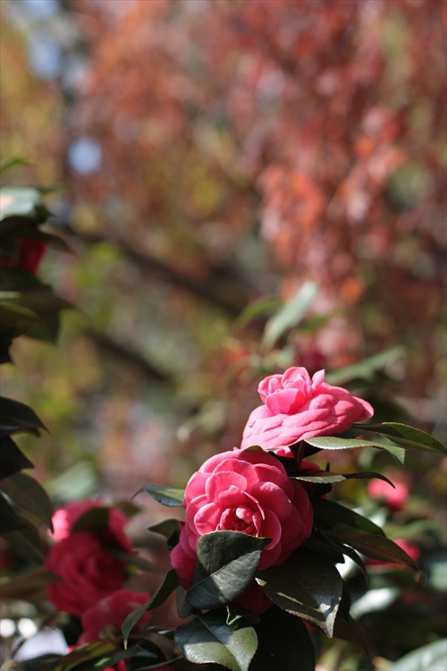 f:id:mifasorashido:20130512212111j:image