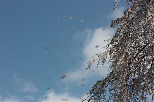 f:id:mifasorashido:20130512212117j:image