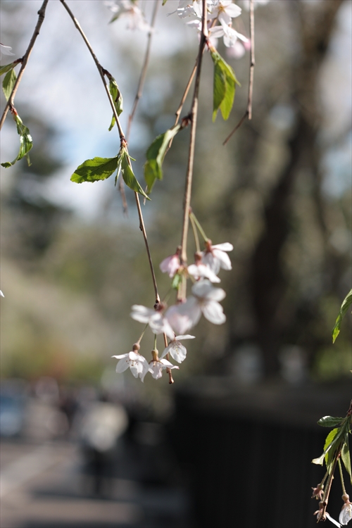 f:id:mifasorashido:20130512212128j:image