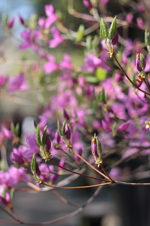 f:id:mifasorashido:20130512212136j:image