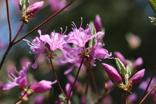 f:id:mifasorashido:20130512212137j:image