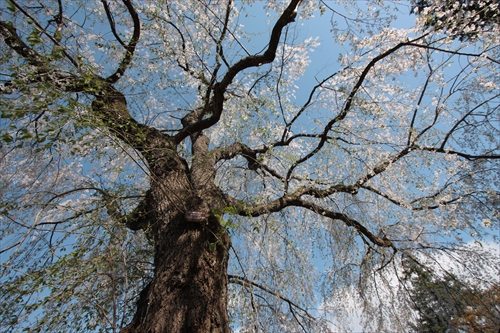 f:id:mifasorashido:20130512212151j:image