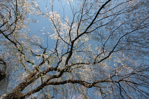 f:id:mifasorashido:20130512212154j:image