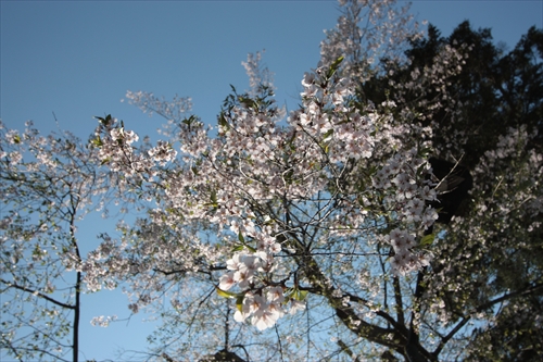 f:id:mifasorashido:20130512212158j:image