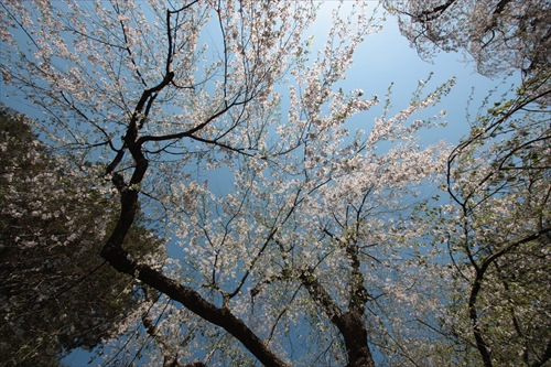 f:id:mifasorashido:20130512212206j:image