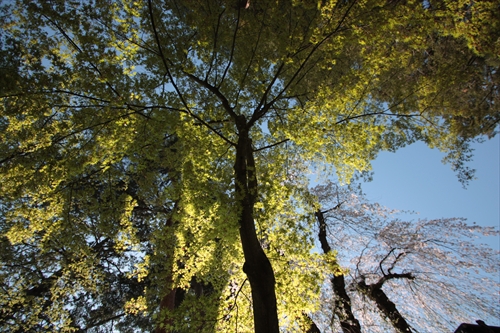 f:id:mifasorashido:20130512212213j:image