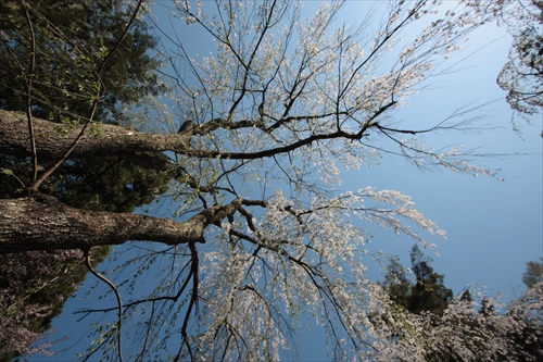 f:id:mifasorashido:20130512212214j:image