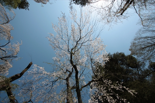 f:id:mifasorashido:20130512212215j:image