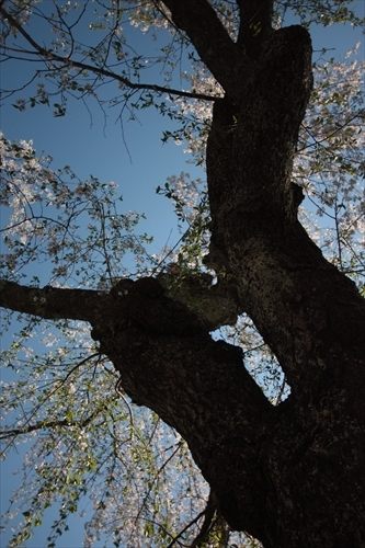 f:id:mifasorashido:20130512212219j:image